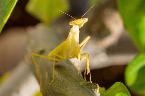 How The Male Mantis Keeps Its Head During Rough Sex Focusing On Wildlife