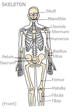 The axial skeleton contains all the bones in the trunk of your hey there, timothy, thanks for sharing your comment about the number of bones in the human body! Free Kids Skeleton Drawing, Download Free Clip Art, Free ...
