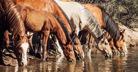 Authentic Arizona Wild Horses A Common Sight For Mesa Visitors Visit