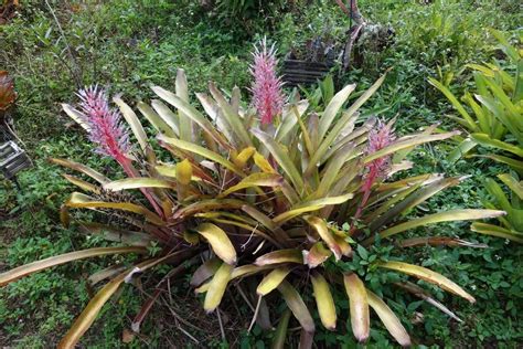 While they are found in abundant in. Tropical Rainforest Location Biome - Idalias Salon