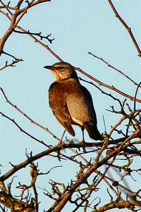 Baggins On The Loose Winter Begins Around The Yorkshire Wolds