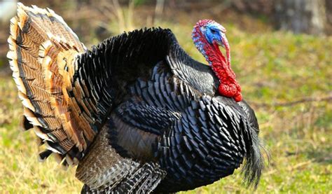 Data tables, maps, charts, and live population clock. How much does a turkey weigh