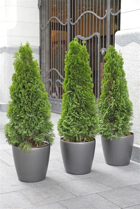 Thuja emerald green is a selected form of the white cedar or american arborvitae, thuja occidentalis. Emerald Green Thujas | Potted plants outdoor, Potted trees ...