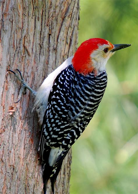 To find additional images, you can use our advanced search function to query the database by country, tag. Woodpecker