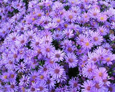 Fall Blooming Perennials