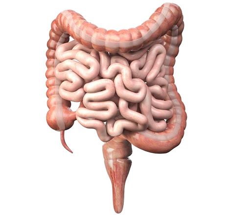 The Digestive System Of The Human Body Educational Resources K12