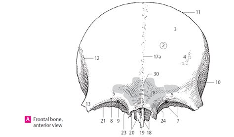 Frontal Bone Anterior View Nonarticulated Diagram Quizlet