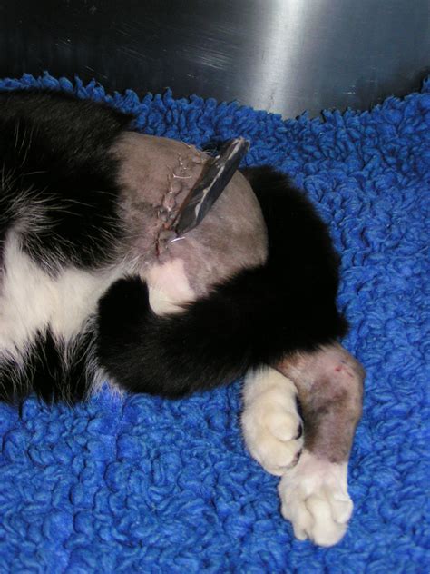 Costs of treating a cat's broken leg. broken leg in a cat repaired with external fixator by ...