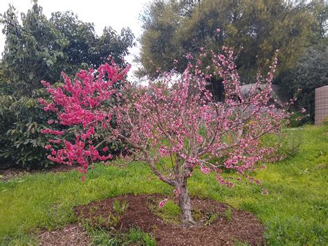 Growing Multi Graft Fruit Trees Greg Alders Yard Posts Southern
