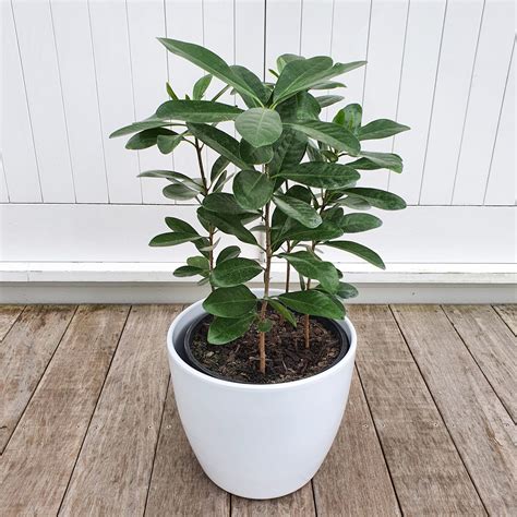 Karaka Tree In Glossy White Pot For Indoors Plantandpotnz