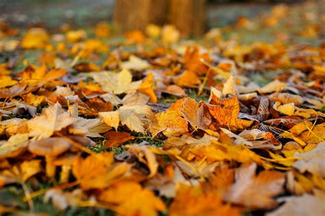 What To Do With Fall Leaves The Old Farmers Almanac