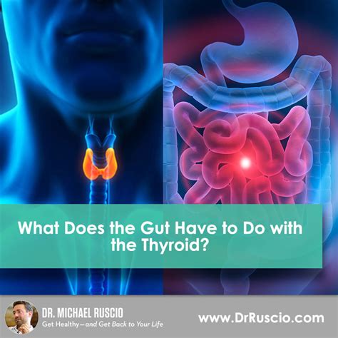What Does The Gut Have To Do With The Thyroid