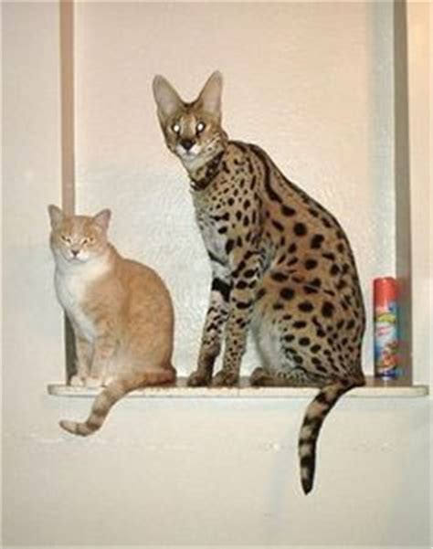Savannah Cat Breed Information Facts And 30 Pictures Savannah Cat
