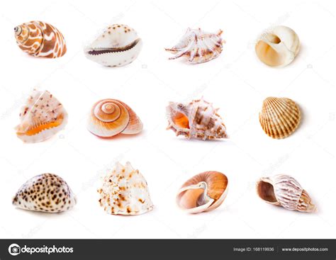Different Types Of Seashells Pictures Different Types Of Seashells