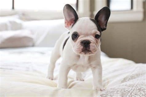 Frenchies have very big ears when they are puppies. The Cutest Puppies In The World