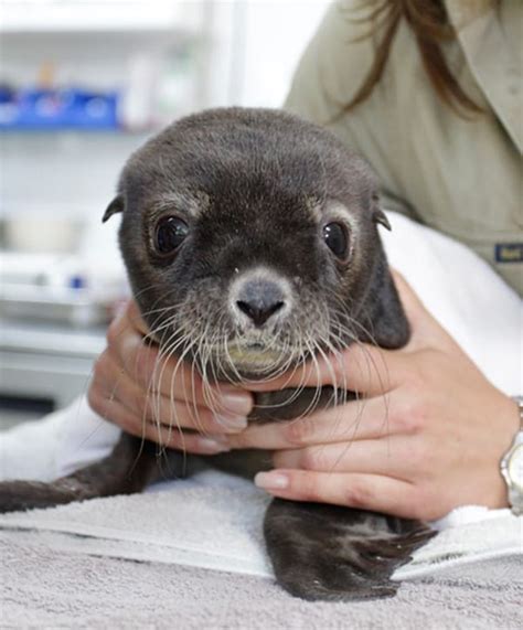 40 Adorable Pictures Of Sea Animal Babies Tail And Fur