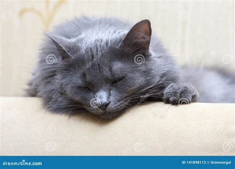 Sleeping Gray Cat On Sofa Stock Image Image Of Beast 141898113