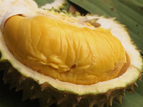 Jual bibit durian bawor, montong, merah, unggul, musang king harga murah. Musang's Queen