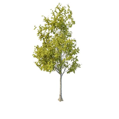 3d Trees Model For 3ds Max Biowellness9k