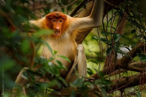 Proboscis Monkey Borneo By Petr Bambousek Photo 32368115 500px
