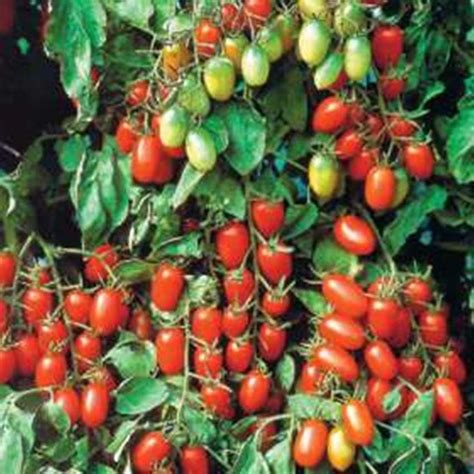 Proven Winners 425 In Grande Proven Selections Juliet Grape Tomato