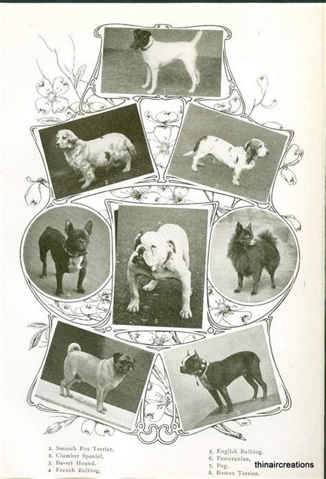 1907 Antique Dog Breeds I Print Etsy