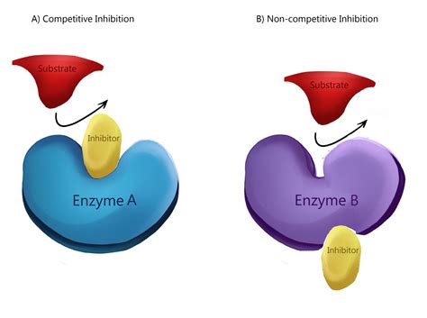 Enzymes Ap Biology Crash Course Review