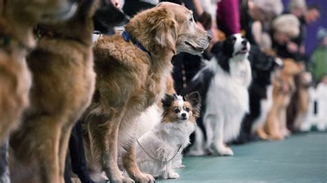 Westminster Dog Shows Top Dogs And Fan Favorites Abc News