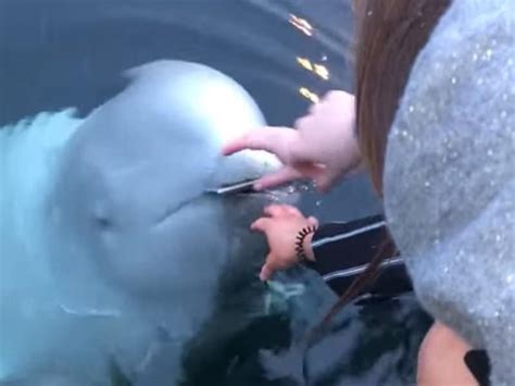 A Beluga Whale Returns A Phone Dropped Into The Sea And The Video Goes Viral God Tv News