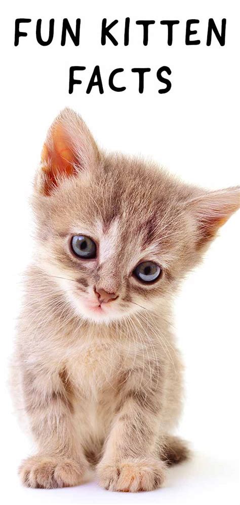 17 Best Pictures Facts About Kittens For Kids Rspca All About Cats