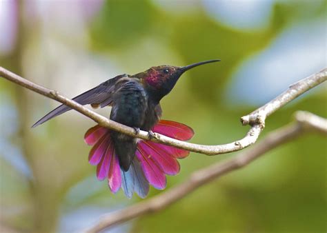 Jamaican Birds About Jamaica