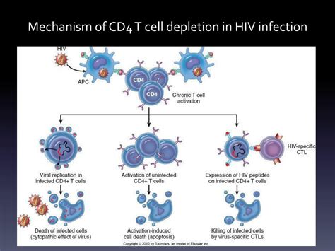 Ppt Pathogenesis Of Hiv Disease And Markers Of Progression Powerpoint Presentation Id 2460879