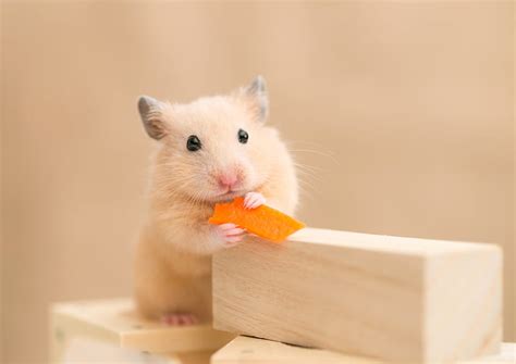 Hamster Animal Cute Rodent Orange Food Hd Wallpaper Pxfuel