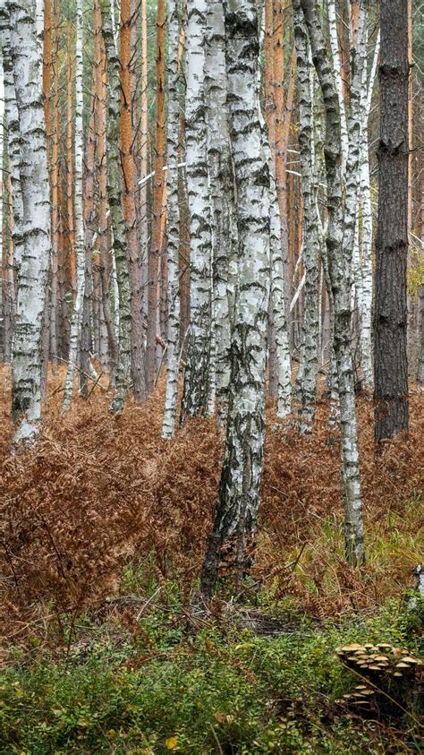 Birch Trunk During Fall 4k 5k Hd Nature Wallpapers Hd Wallpapers Id