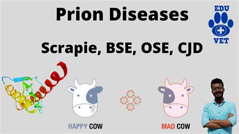 Prion Diseases Simplifiedscrapiecjdbse Youtube
