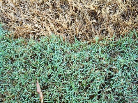 How To Fix Grass Turning Yellow After Fertilizing A Green Hand