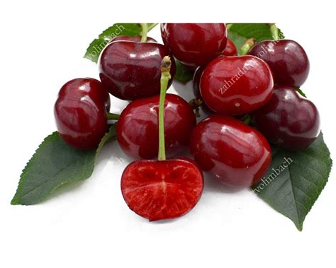 Sweet Cherry X Sour Cherry Hybrid Xenia®