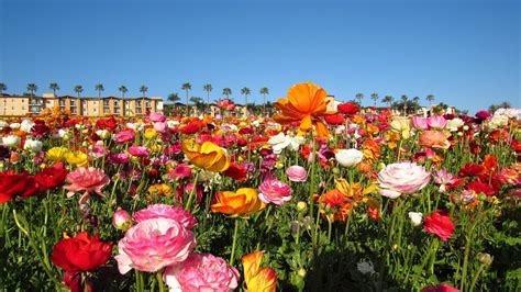 Choose from 100+ flower field graphic resources and download in the form of png, eps, ai or psd. Springtime in Los Angeles at the Flower Fields with Teva ...