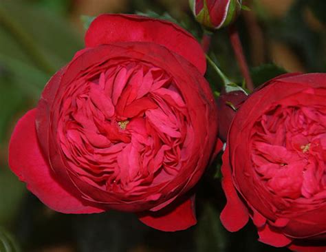 Piano Deluxe Garden Roses Alexandra Farms
