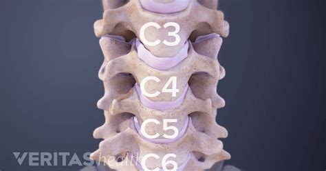 The Neck Has 7 Cervical Vertebrae Labeled C1 Through C7 They Form A