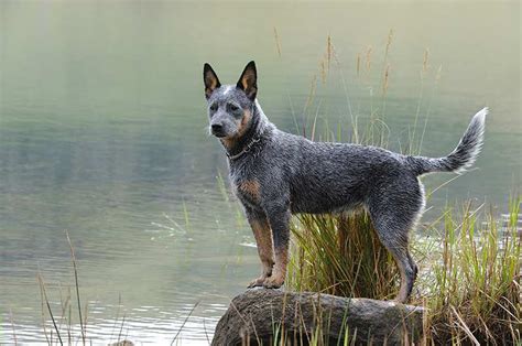Australian Cattle Dog Breed Information Temperament And Health