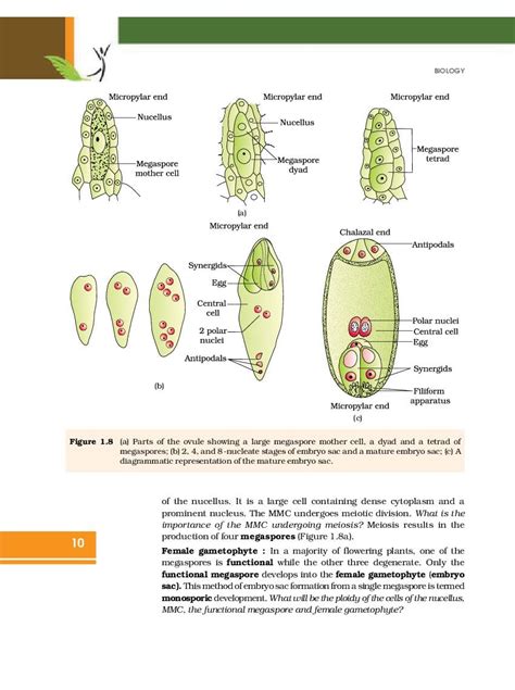 Ncert Book Class 12 Biology Chapter 1 Sexual Reproduction In Flowering