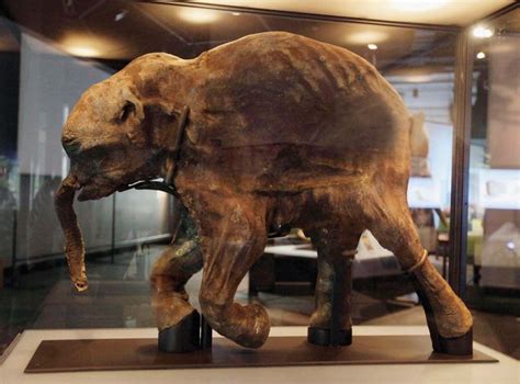 Woolly Mammoth Extinct Mammal Britannica