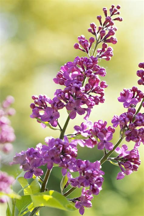 14 Beautiful And Fragrant Types Of Lilac Lilac Gardening Lilac