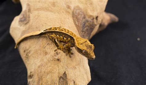 Crested Gecko Baby We Have Hatched This Year Crested Gecko Gecko