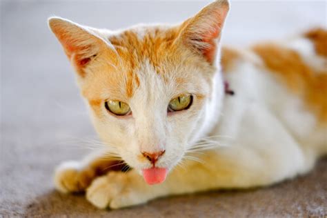¿Por qué los gatos sacan la lengua? - My Animals