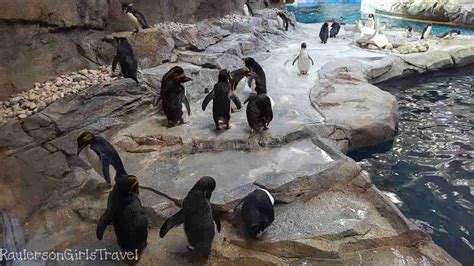 The gentoos will join a new penguin conservation next year. The Antarctic has come to Detroit! - RaulersonGirlsTravel