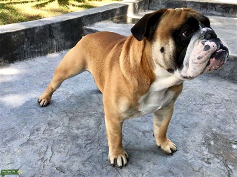 Male English Bulldog Looking For My Mate