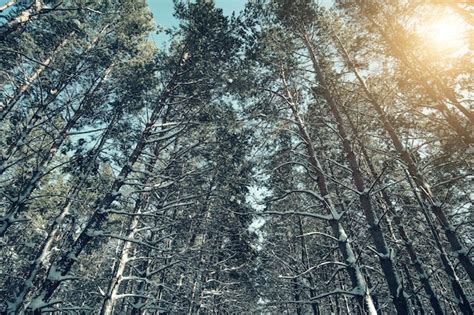 A Floresta De Pinheiros Do Inverno Ergue Se Contra O Céu Azul E O Sol