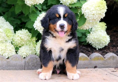 Blue Bernese Mountain Dog Puppy For Sale Keystone Puppies